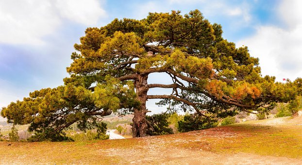 Baum, Geäst, Laub, Feld, Wiese
