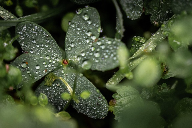Free Leaves Spring photo and picture