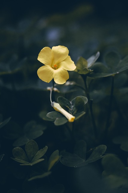 Free Yellow Moody photo and picture