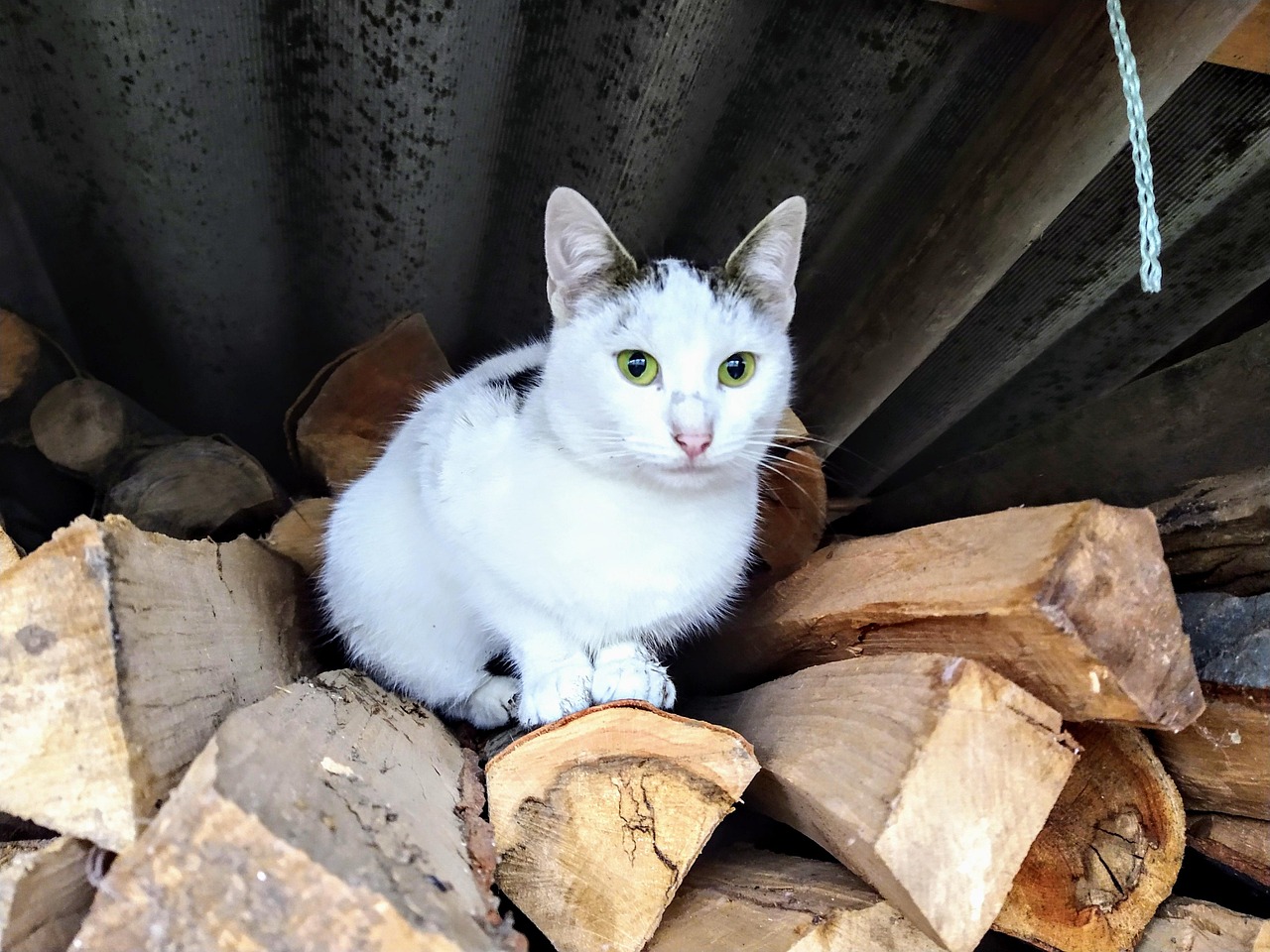 Barn Kittens