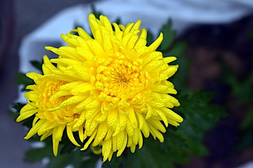 Free Chrysanthemum Beautiful Flowers photo and picture