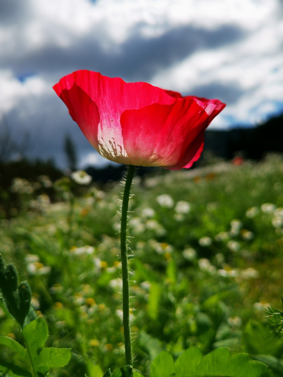 罂粟 红罂粟 红花 - Pixabay上的免费照片 - Pixabay