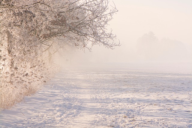 Feld, Schnee, Nebel, Winter, Bäume
