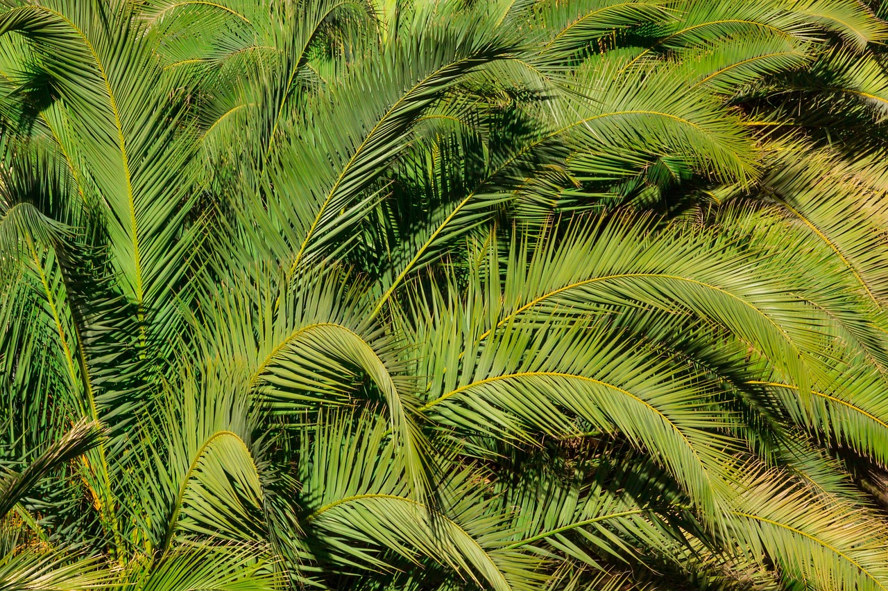Download free HD stock image of Pattern Green Free Pattern Green photo and picture