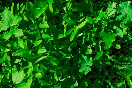 Free Pattern Green photo and picture