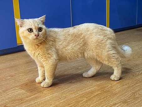 Free Animals Cat photo and picture