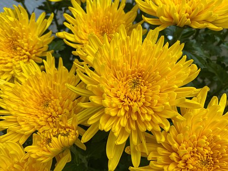 Free Flower Flowers photo and picture