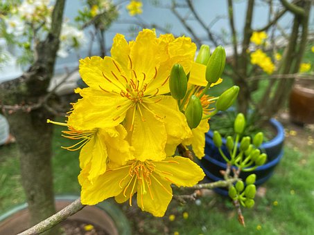 Free Apricot Blossom New Year'S Day photo and picture