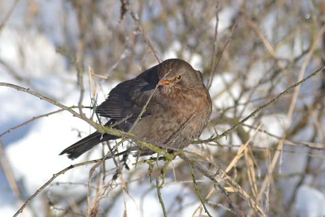 Free Winter Bird photo and picture