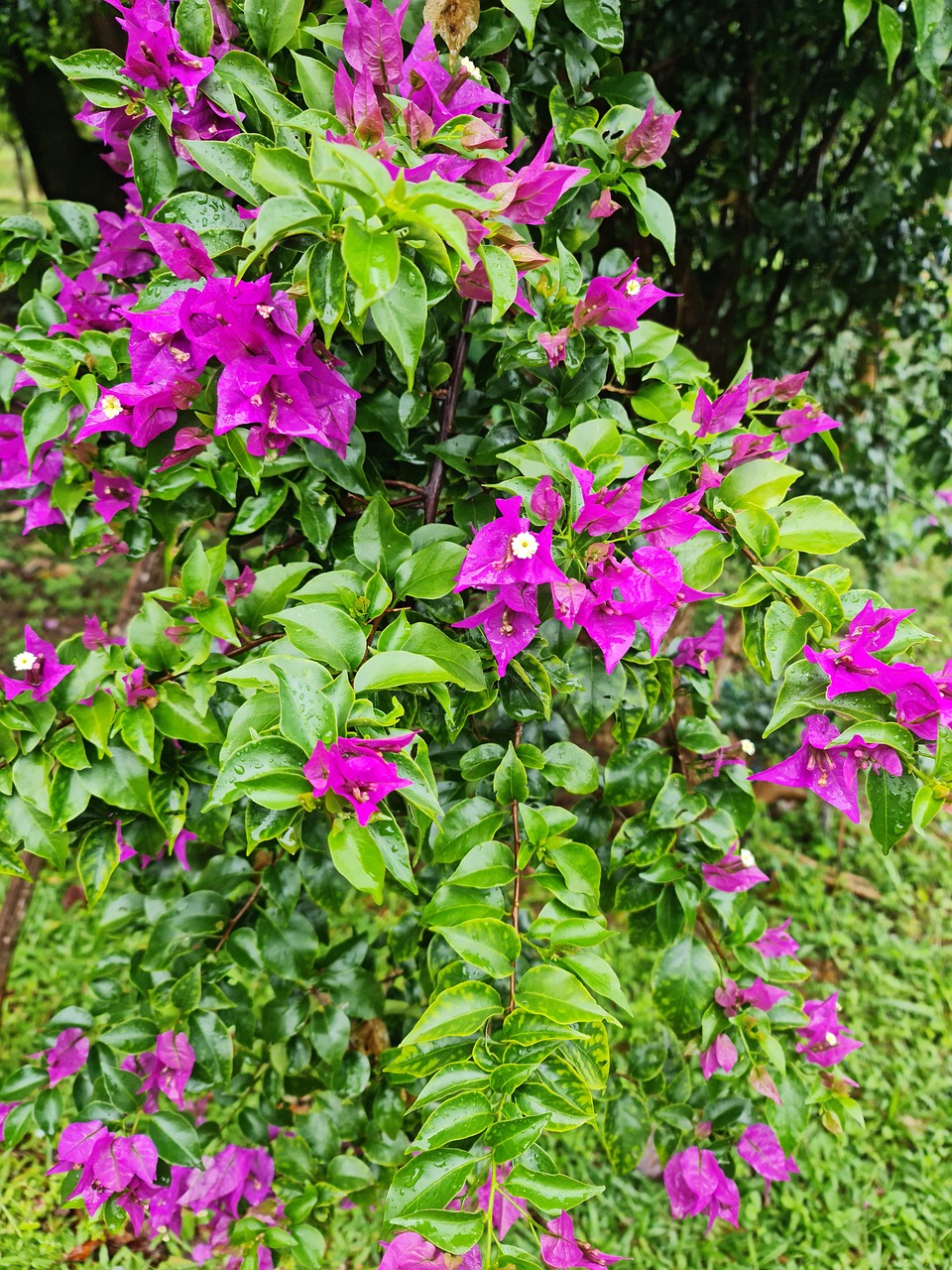 布甘维尔 鲜艳的粉红色花朵 - Pixabay上的免费照片 - Pixabay