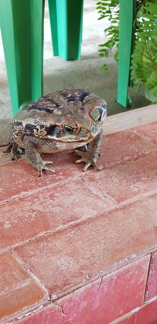 Toad Jpg Toad Nature - Free photo on Pixabay - Pixabay