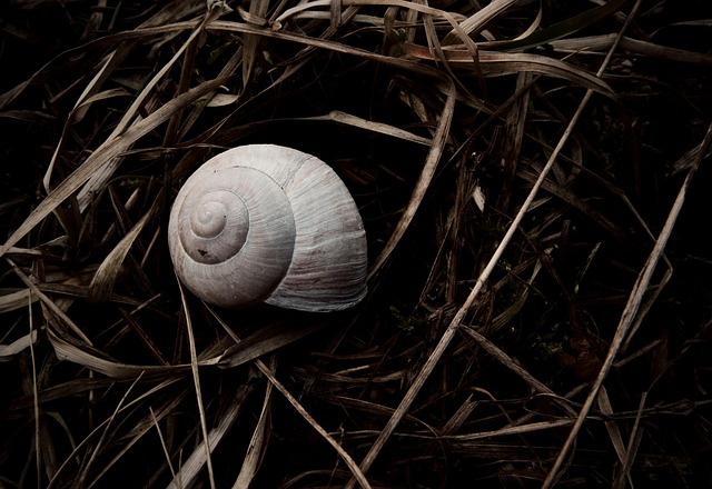 Free Shell Nature photo and picture