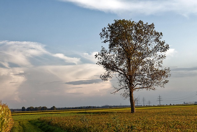 Humor Otoñal, Árbol, Nubes, Paisaje