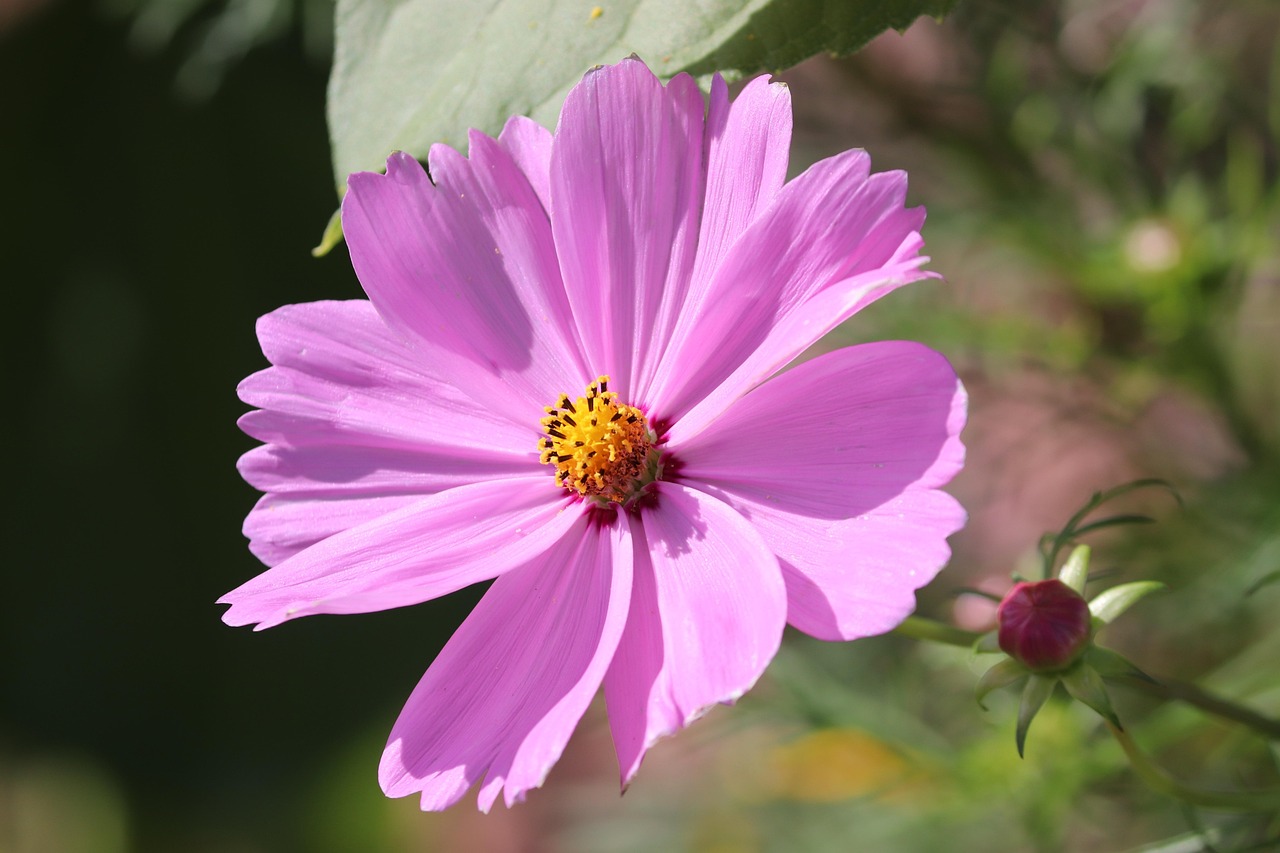 Cosmea Fiore Cosmos Bipinnatu - Foto gratis su Pixabay - Pixabay