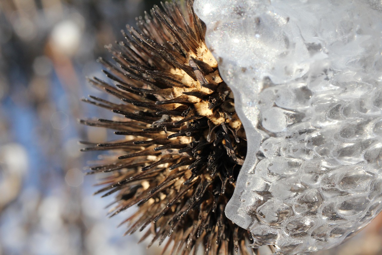 Boll Prickly Ice - Free photo on Pixabay - Pixabay