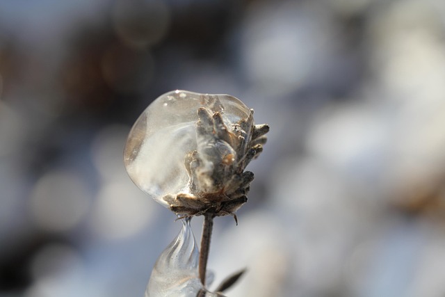 Free Seed Pod Brown photo and picture