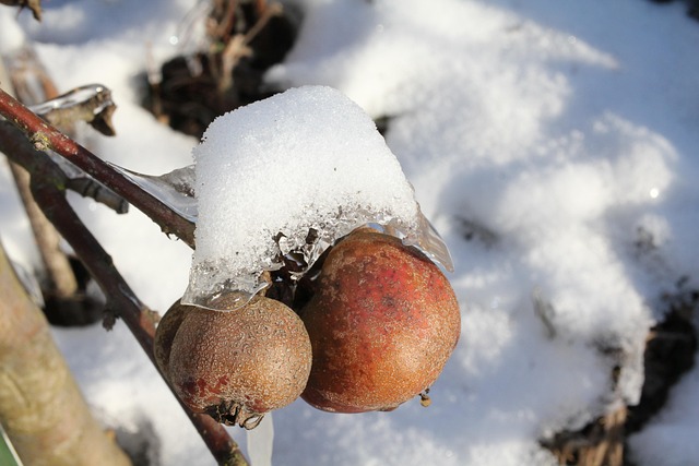 Free Apple Tree Apple photo and picture