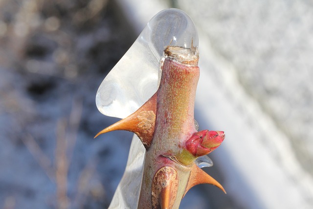 Free Rose Thorns photo and picture