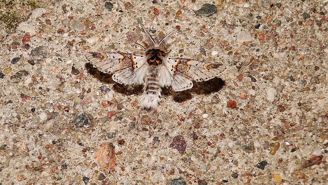 Moth Camouflage Butterfly Night - Free photo on Pixabay - Pixabay