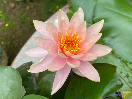 Free Flowers Flower photo and picture