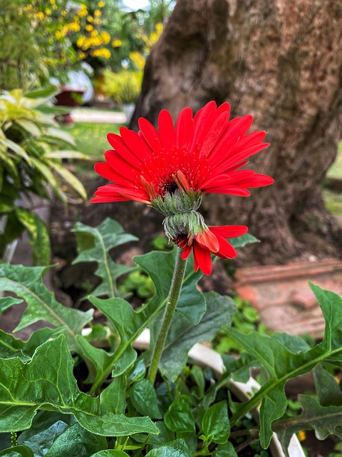 Free Flowers Flower photo and picture