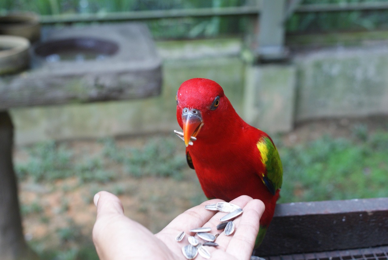 Bird Eat Free photo on Pixabay Pixabay