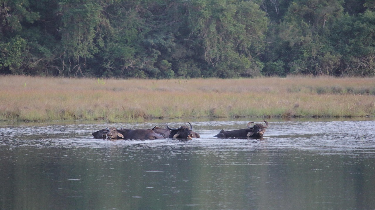 Water Buffalo Wild Nature Free photo on Pixabay Pixabay