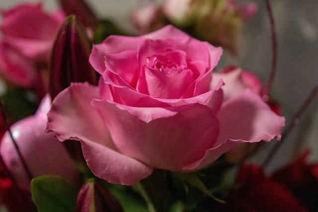Rose, Blume, Rosa, Hübsch, Blüte