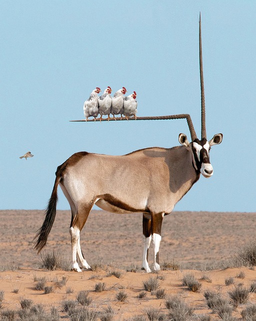Tutorials, Tiere, Afrika, Savanne