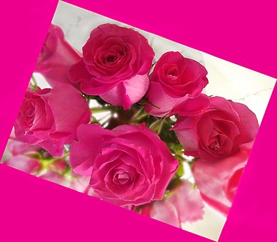 Free Valentines Day Roses photo and picture