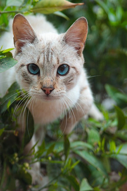 Free Cat Animal photo and picture