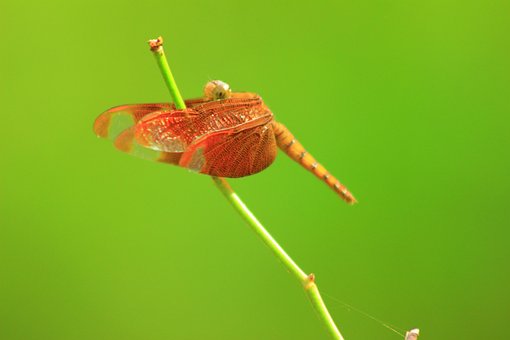 Libel, Vlieg, Vlinder, Bugs, Vintage