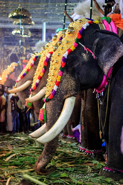 Olifant, Kerala, Traditioneel, Festival