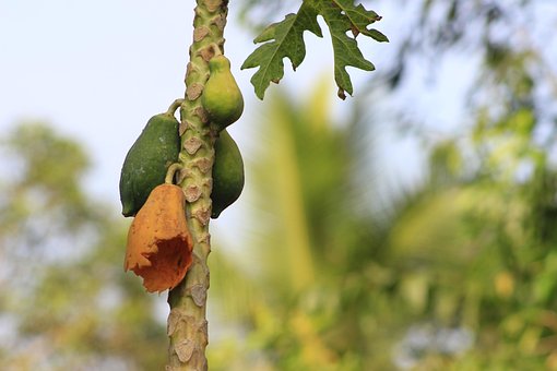 Papaja, Fruit, Fotografie, Groente