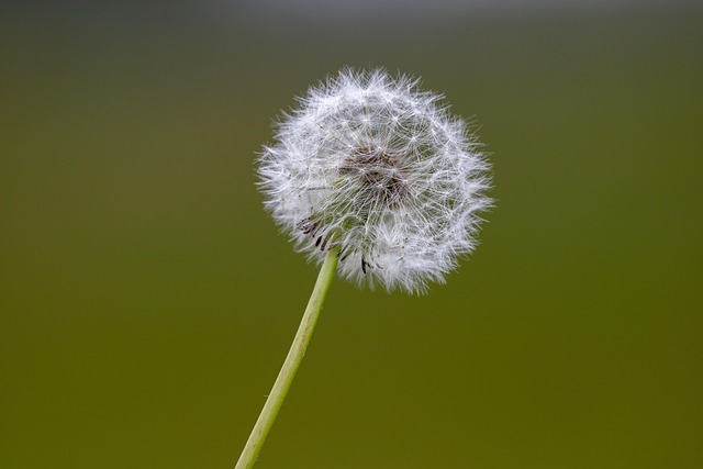 Free Dandelion Nature photo and picture
