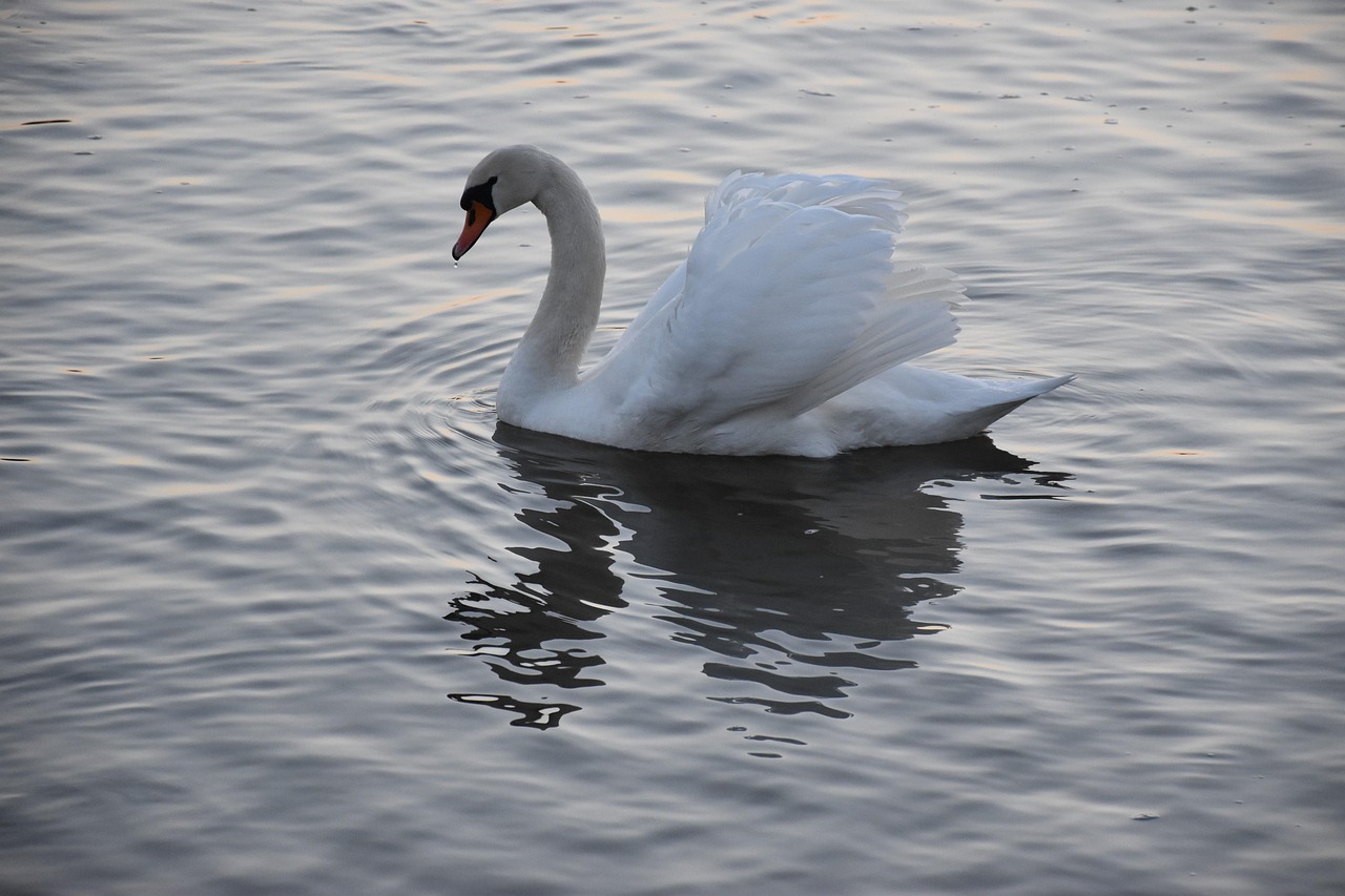 Cygne Animal L'Eau - Photo gratuite sur Pixabay - Pixabay