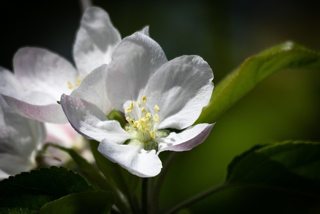 Free Spring Blossom photo and picture