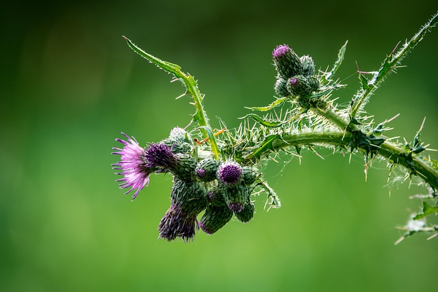 Free Altena Nature photo and picture