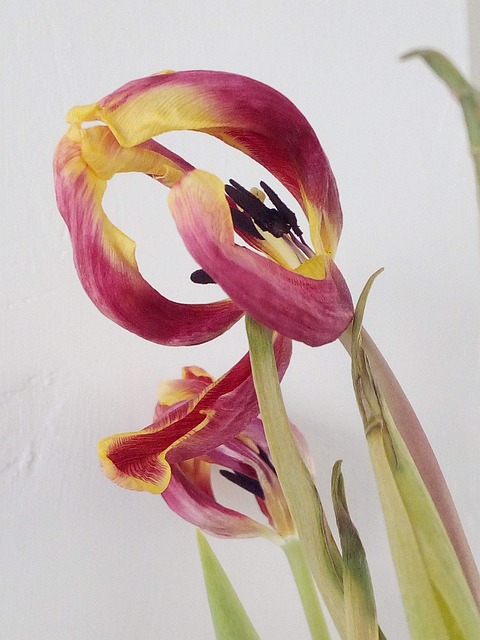 Free Tulip Fading photo and picture