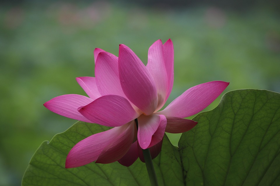 Lotus Fleur Rose P&eacute;tales - Photo gratuite sur Pixabay - Pixabay