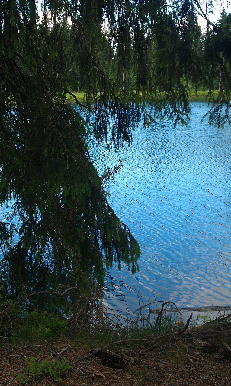 Lac Forêt Waldsee La Photo gratuite sur Pixabay Pixabay