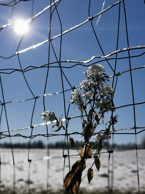 Free Flower Winter photo and picture