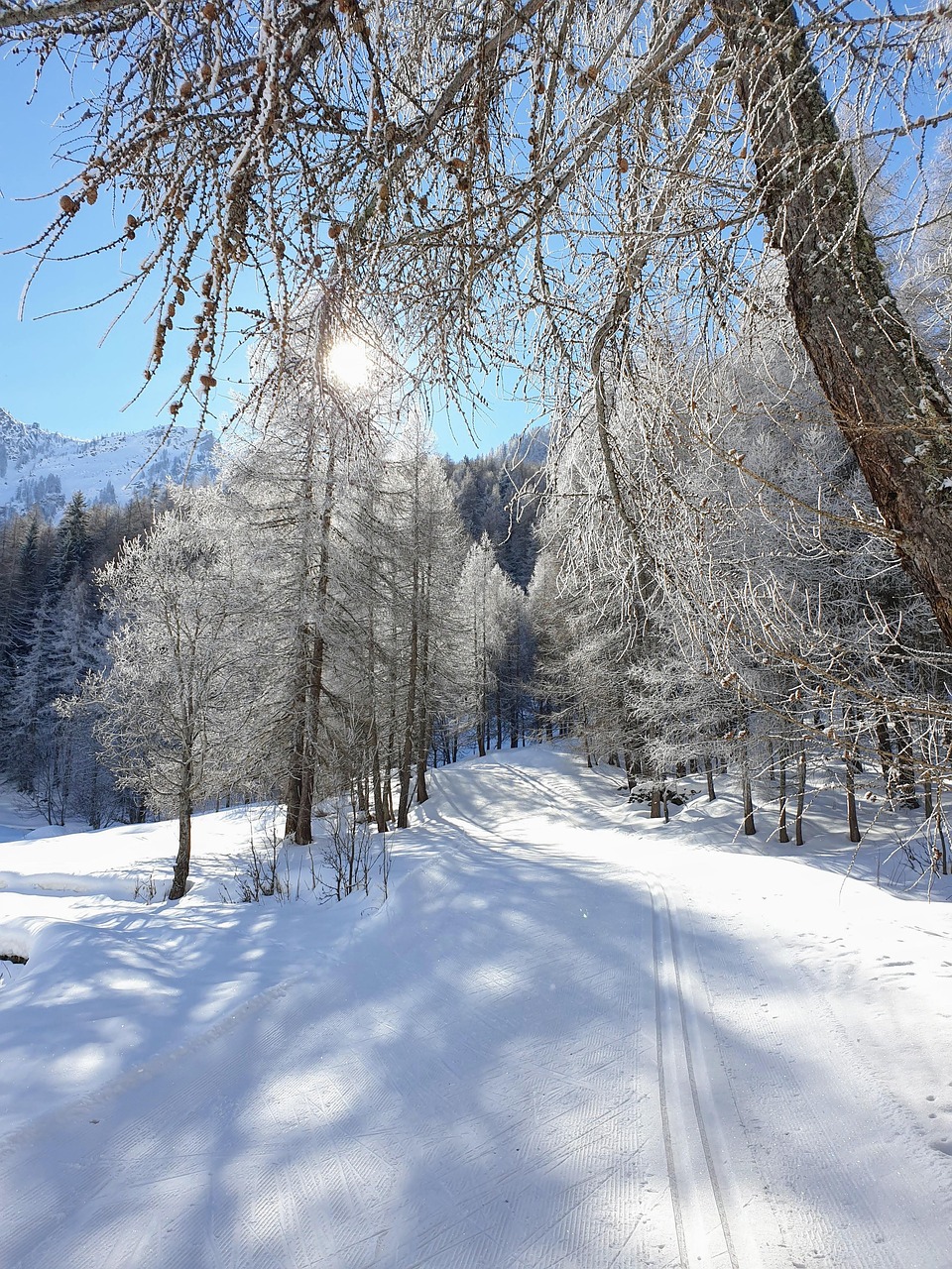 Snow Sunshine Free photo on Pixabay Pixabay