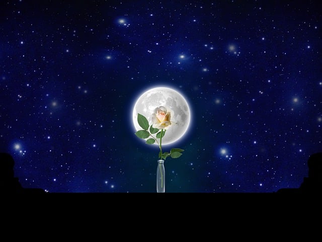 Rose, Nachthimmel, Blume, Mond, Beginnt