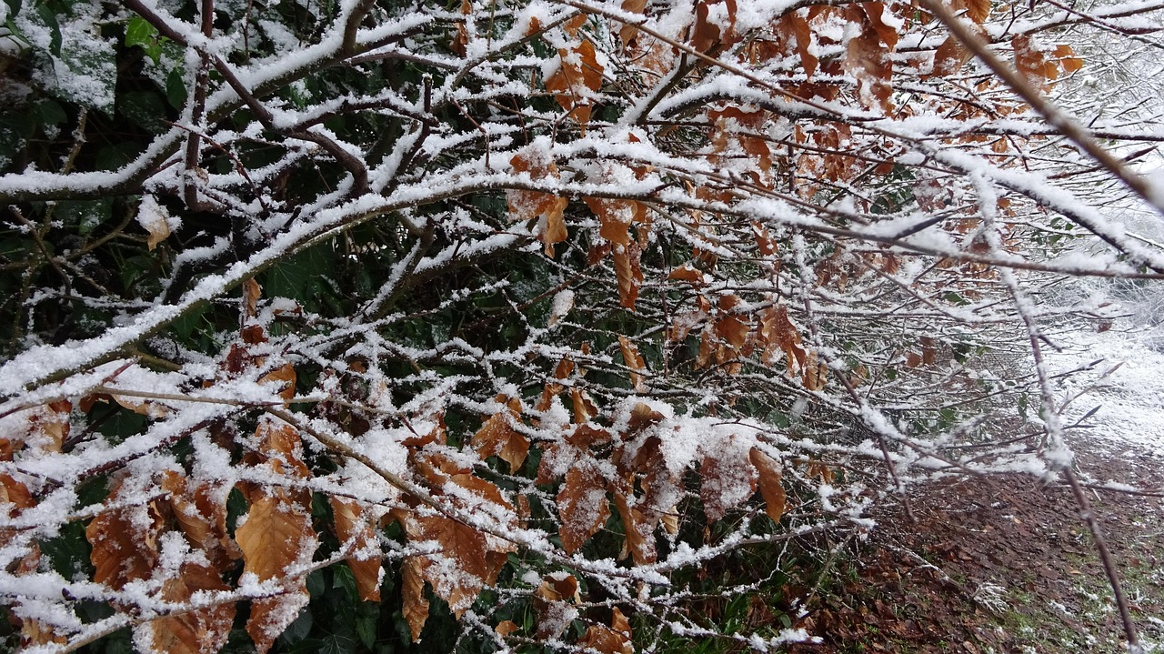 雪 树枝 冬天 - Pixabay上的免费照片 - Pixabay