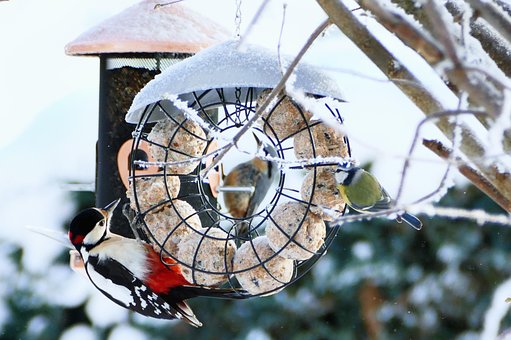 Stor Flekket Hakkespett, Nuthatch