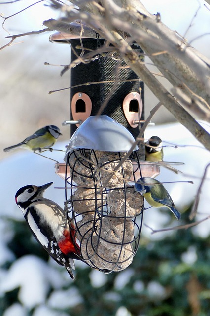 Stor Flekket Hakkespett, Vinter, Fôring