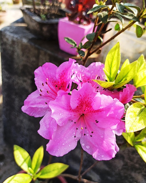 Free Flower Pink photo and picture