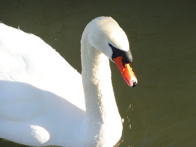 Free Swan Animals photo and picture