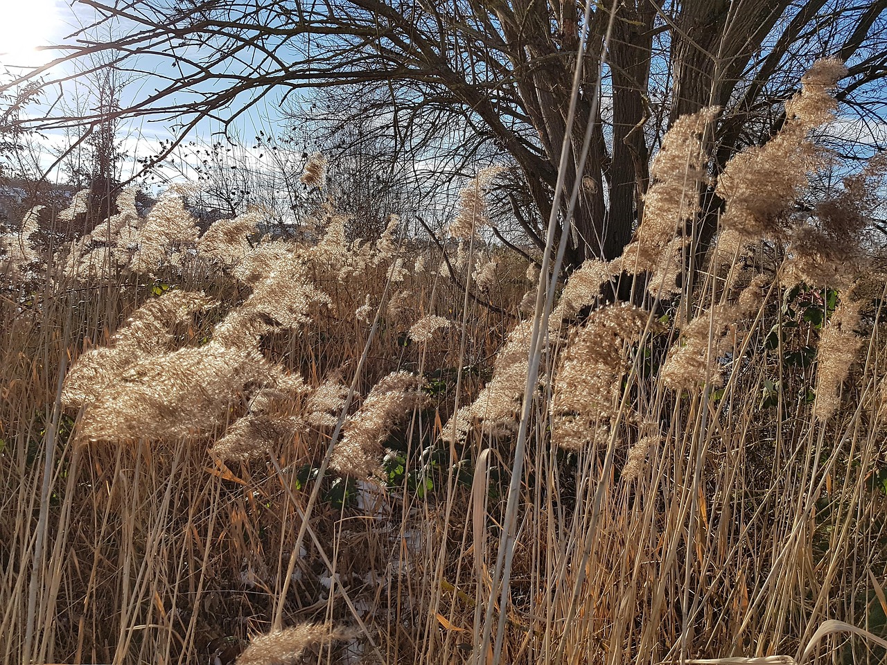 Reed Winter Nature - Free photo on Pixabay - Pixabay